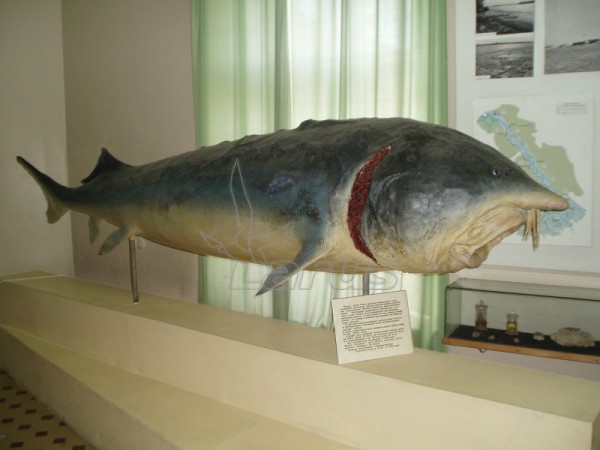Rosja. Wołga kolo m.Astrachań.2007 r.