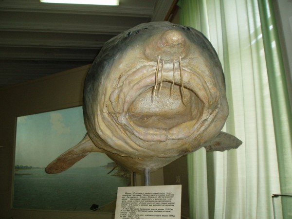Rosja. Wołga kolo m.Astrachań.2007 r.