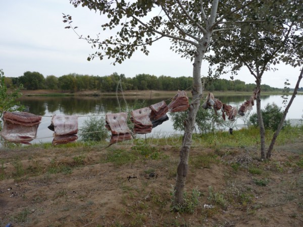 Rosja. Wołga kolo m.Astrachań.2008 r.